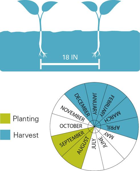 Planting spacing, planting dates, and harvest dates for collard greens.